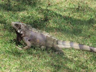 iguana on a rock