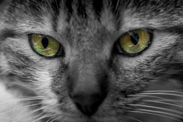 Close up portrait of a cat with green eyes 