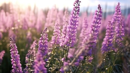 Fototapeta premium Summer wind flowering herbs in the field swaying in the wind