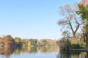 autumn trees on the river