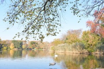 autumn trees reflected in water