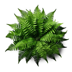 Evergreen fern bush with green leaf isolated on transparent background, top view. Generative AI - obrazy, fototapety, plakaty