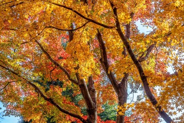 青空バックに見上げるカラフルなモミジの紅葉情景
