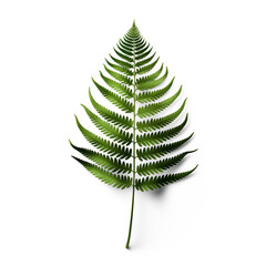 Fototapeta na wymiar Evergreen fern branch with green leaf isolated on transparent background, top view. Generative AI