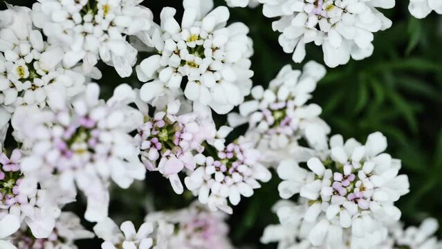 Iberis white flowers.Low growing white flowers for the garden.Floral carpets.4k footage