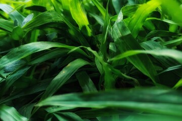 Fototapeta na wymiar close up of green grass