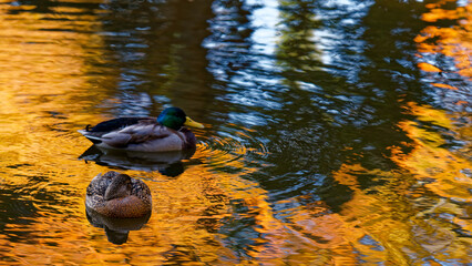 紅葉で金色に染まる池を泳ぐ鴨