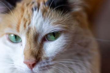 Close-up of a cat's face with green eyes. Selective focus.