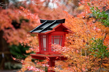 鮮やかな紅葉に包まれた神社の灯籠