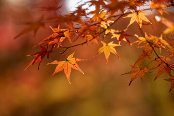 赤く燃える紅葉