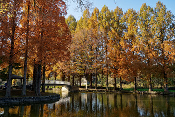 メタセコイア並木が彩る秋の公園