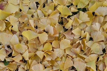 イチョウ　紅葉