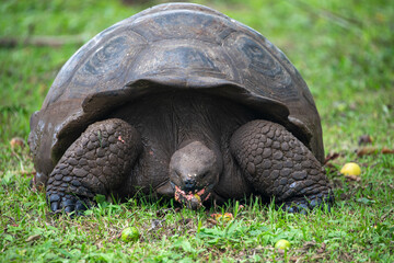 Galapagos giant tortoise (Chelonoidis nigra) eating guava, Santa Cruz Island, Galapagos Islands,...
