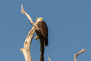 eagle on a branch