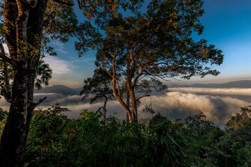 high mountain nature background that can see the scenery around, the fog covers the trees in a blur, the cool air, the beauty of the ecosystem