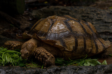 Close up African spurred tortoise eating, Slow life