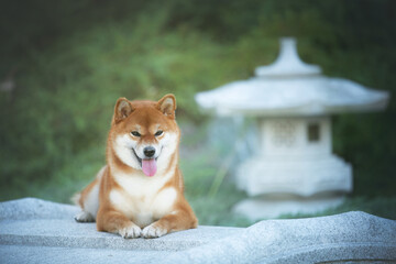 Portrait of a beautiful red dog breed Shiba inu lying in the japanese garden at sunset. Beautiful shiba inu female