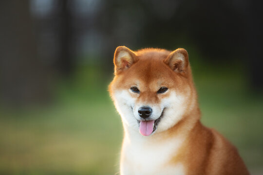 Close-up Portrait of beautiful red Shiba inu dog in the garden at golden sunset. Cute japanese shiba inu in backlight