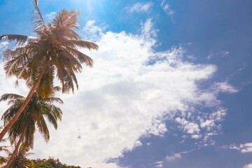 Coconut Palm Trees With Blue Sky Background