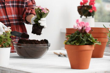 Transplanting houseplants. Woman with gardening tools, flowers and empty pots at white table indoors, closeup