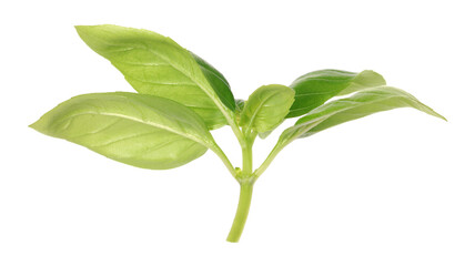 Fototapeta na wymiar Fresh green basil leaves isolated on white