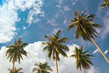 Fototapeta premium palm trees on blue sky background
