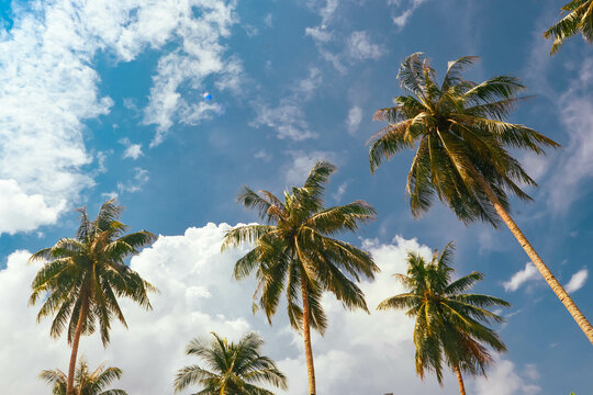 palm trees on blue sky background