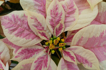 Beautiful pink and white poinsettia (Euphorbia pulcherrima) on display at greenhouse blooming in time for the Christmas Holiday Season  