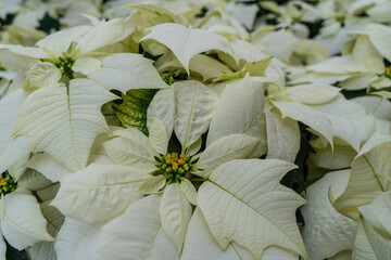 Beautiful white poinsettia (Euphorbia pulcherrima) on display at greenhouse blooming in time for the Christmas Holiday Season 