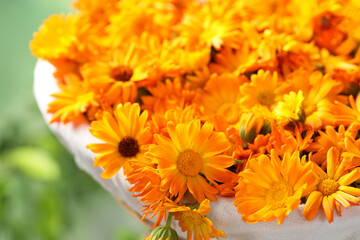 Beautiful fresh calendula flowers on blurred green background, closeup