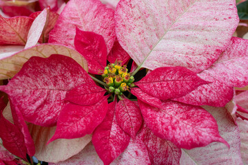 Beautiful pink poinsettia (Euphorbia pulcherrima) on display at greenhouse blooming in time for the Christmas Holiday Season 