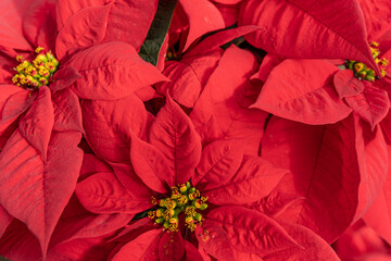Beautiful red poinsettia (Euphorbia pulcherrima) on display at greenhouse blooming in time for the Christmas Holiday Season 
