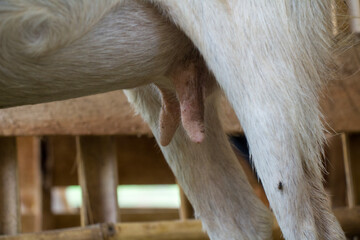 closeup of female goat's nipples in the pen, young pregnant goat