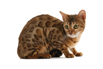 Cute Bengal cat on white background. Adorable pet