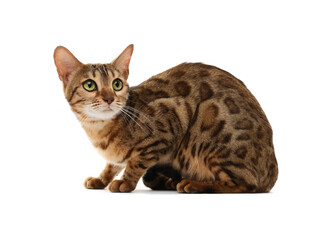 Cute Bengal cat on white background. Adorable pet