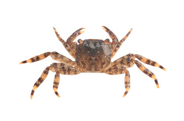 One fresh raw crab isolated on white, top view