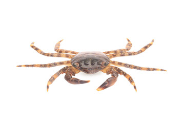 One fresh raw crab isolated on white