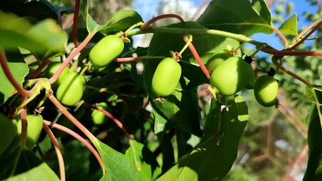 Actinidia arguta mini kiwi small green fruit