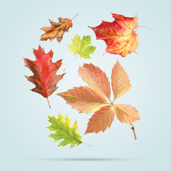 Many different bright autumn leaves falling on light background