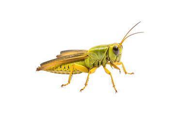 Patanga grasshopper