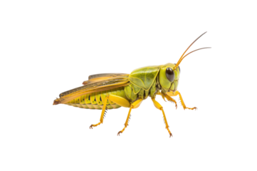 Patanga grasshopper