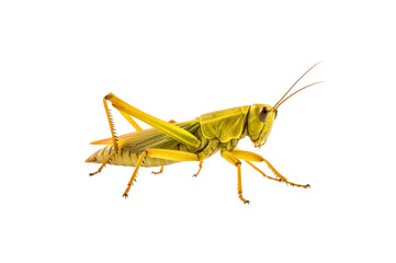 Patanga grasshopper