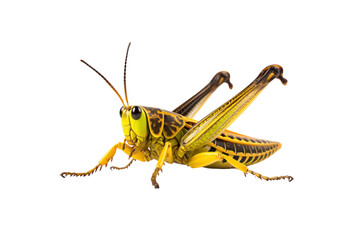 Patanga grasshopper