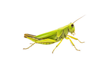 Patanga grasshopper