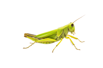 Patanga grasshopper