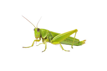Fototapeta premium Patanga grasshopper