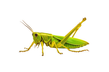 Fototapeta premium Patanga grasshopper