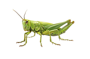 Patanga grasshopper