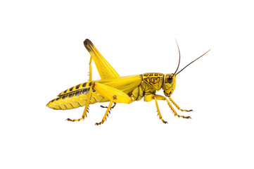 Patanga grasshopper