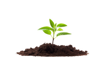 green sapling in the soil